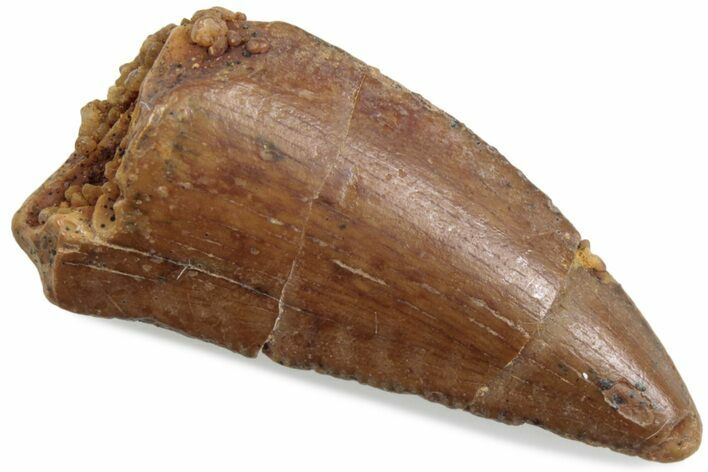 Serrated Raptor Tooth - Real Dinosaur Tooth #376513